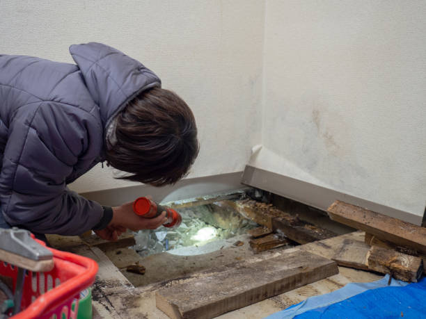 Best Black Mold Removal  in Spring Lake, NJ